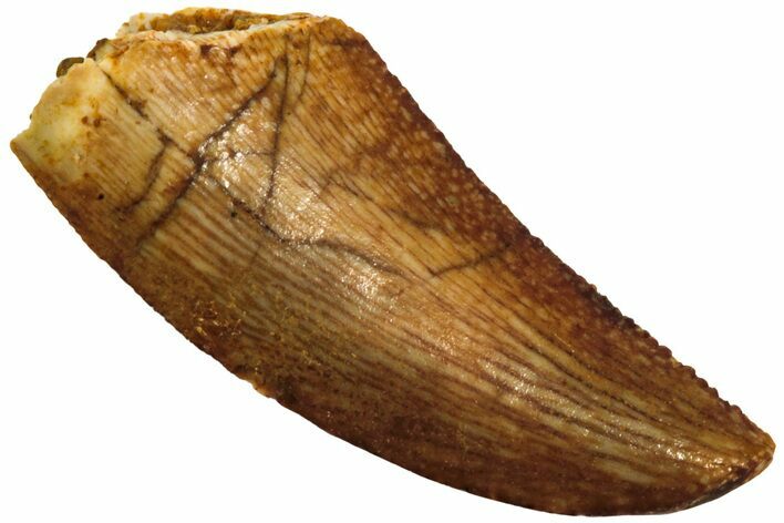 Serrated, Raptor Tooth - Real Dinosaur Tooth #208294